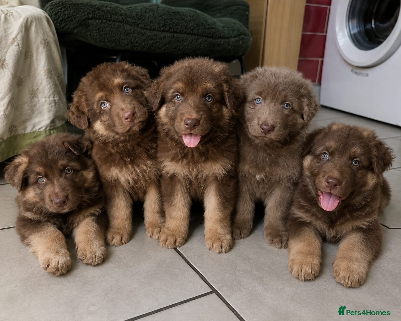 German Shepherd dogs Rare chocolate and tan and Blue GSD - Advert 5