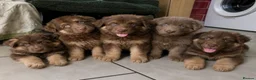 German Shepherd dogs for sale: Rare chocolate and tan and Blue GSD - Advert 1