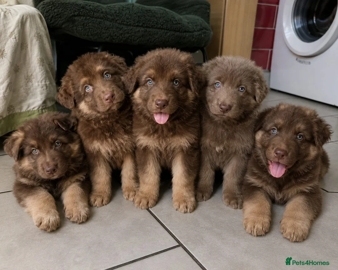 German Shepherd dogs for sale: Rare chocolate and tan and Blue GSD - Advert 1