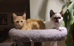 British Shorthair cats for sale: Adorable kittens  in Great Missenden - Image 3