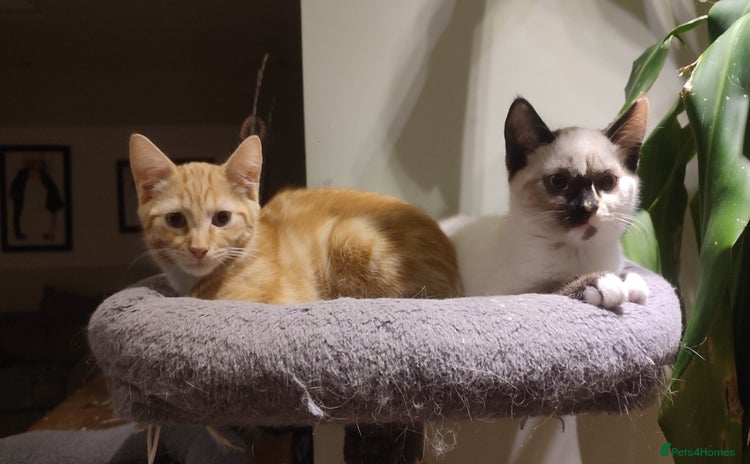 British Shorthair cats in Great Missenden - Advert 13