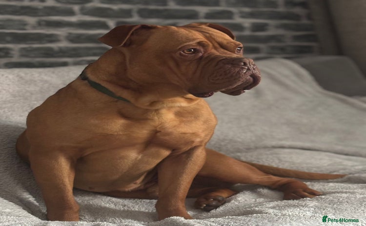 Dogue De Bordeaux dogs - Advert 1