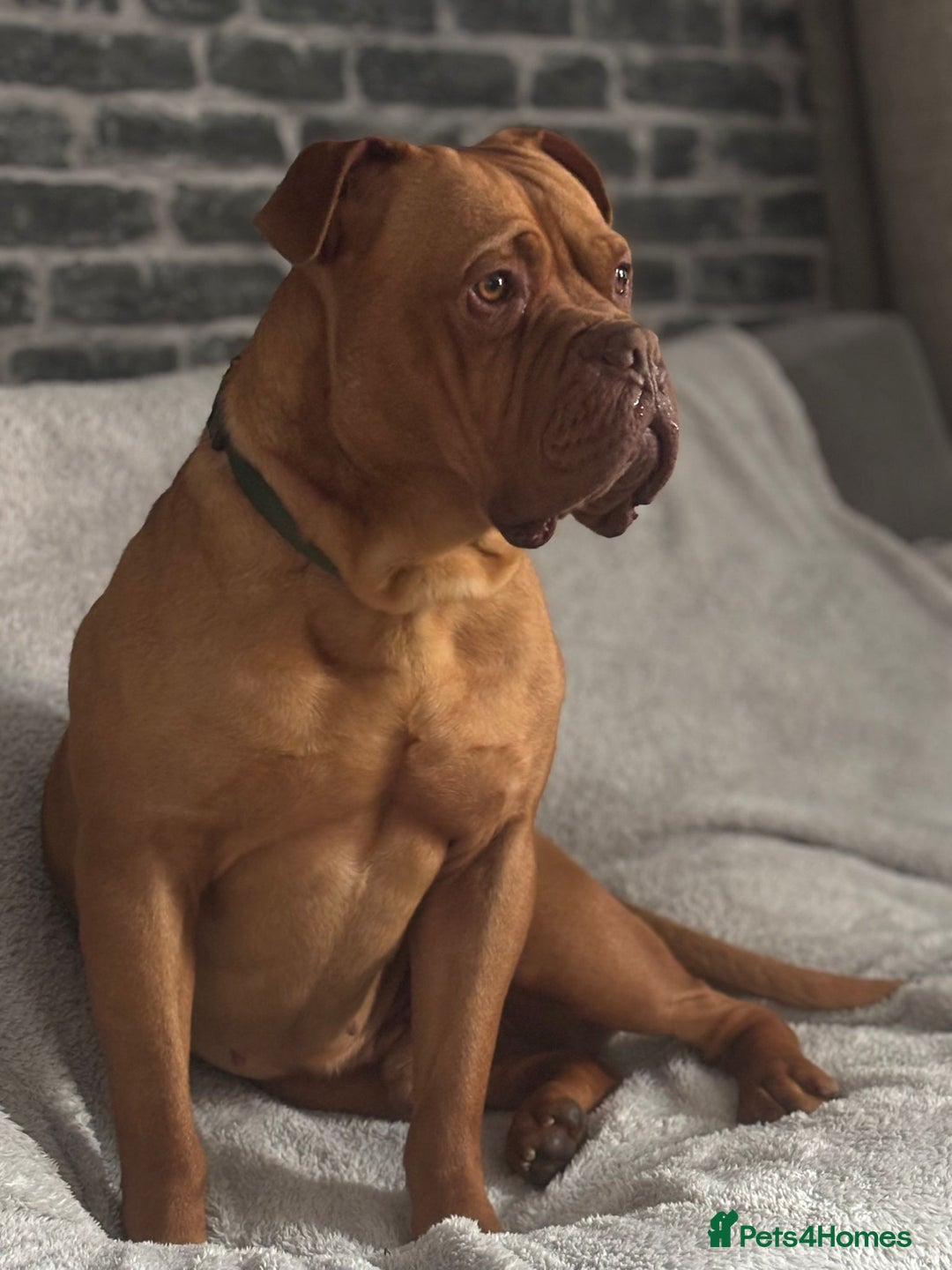 Dogue De Bordeaux dogs for sale: Bruno - Image 1