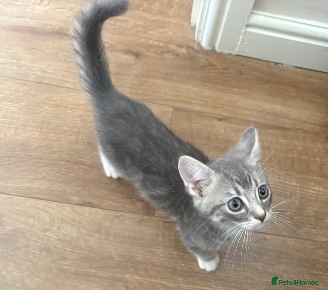 Exotic cats for sale: Exotic X Silver Tabby Fur Babies - Image 32