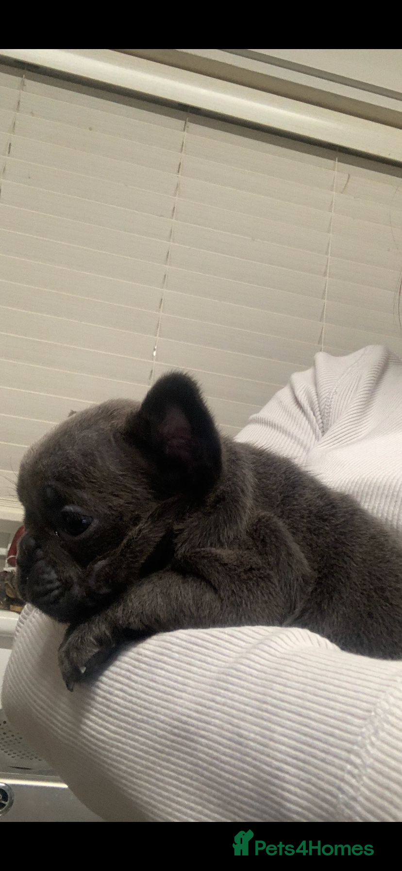 French Bulldog dogs Fluffy French bulldog newshade Isabella  - Advert 2