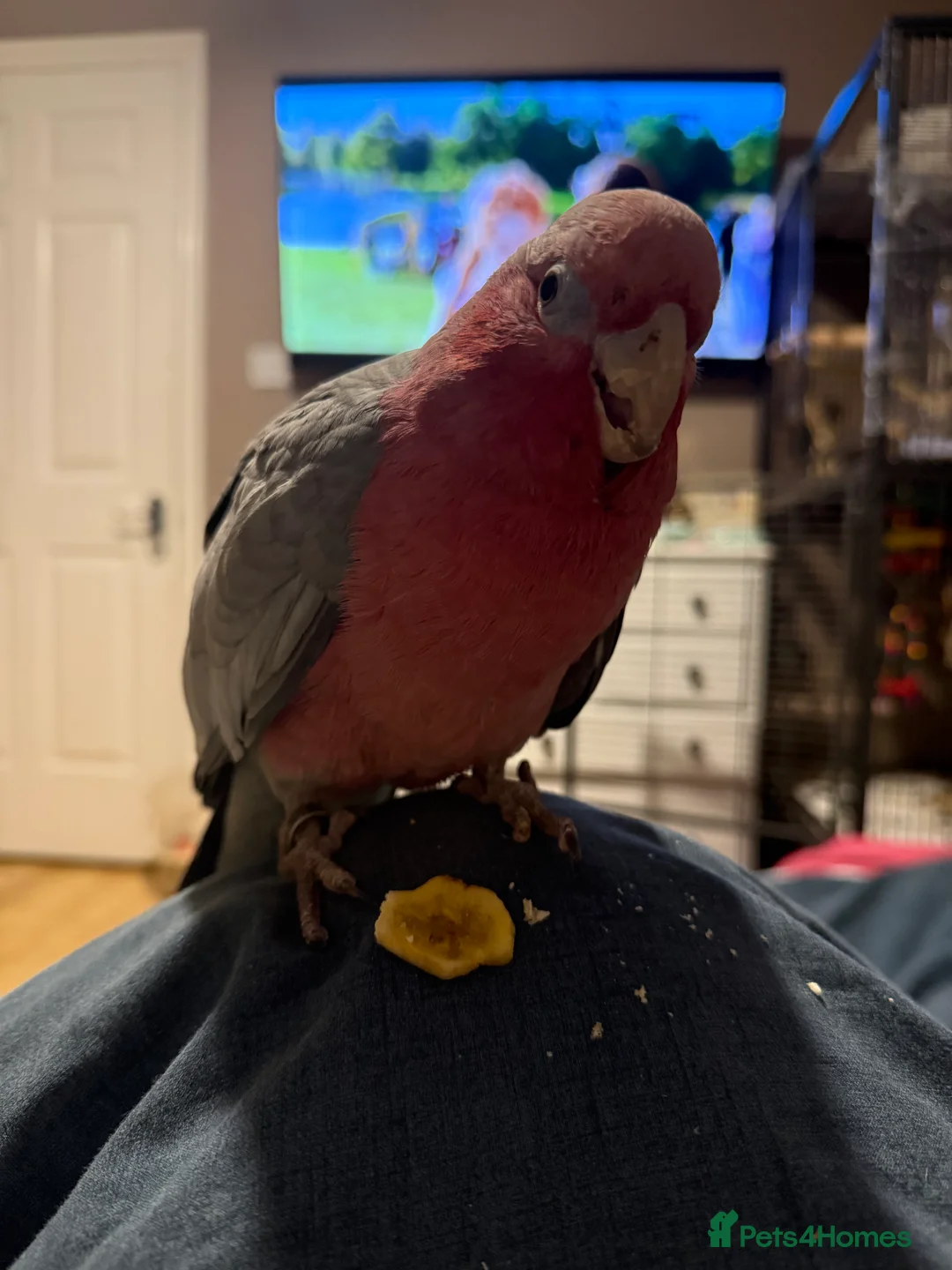 Cockatoo birds for sale: Talking Hand tame female galah cockatoo  - Advert 2