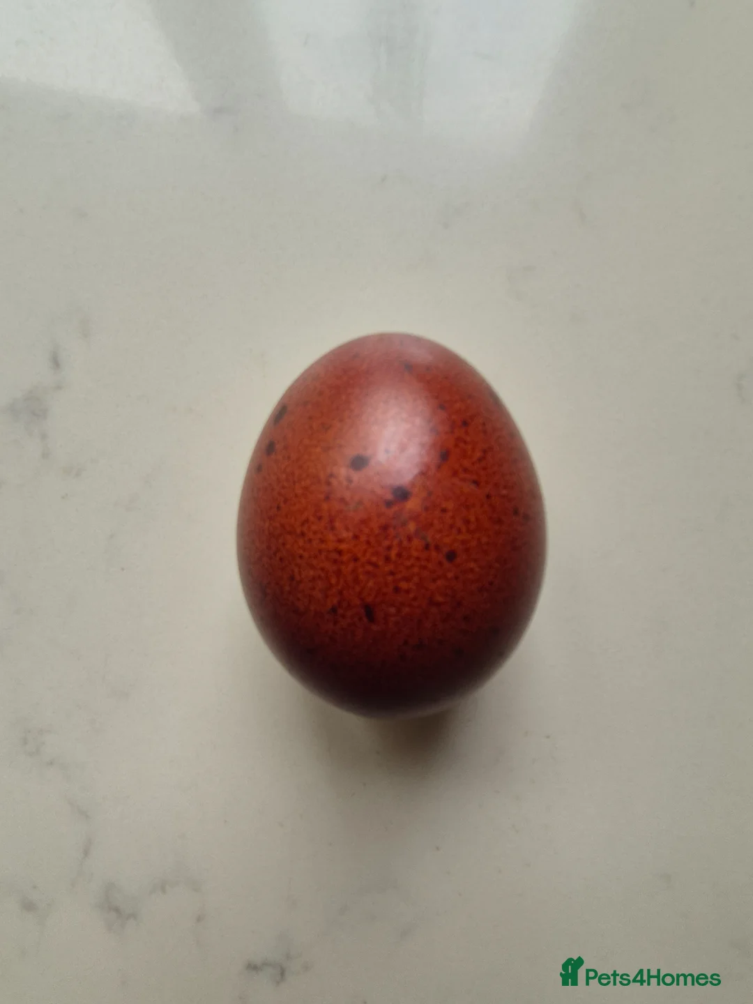 Chickens poultry for sale: Breeding pair of Copper Marans - Advert 5