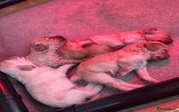 Cockapoo dogs for sale: F1B Cockapoo Puppies - Image 9