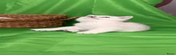Scottish Fold cats for sale: Ocean-blue eyes Scottish Folds/Straight - Advert 16
