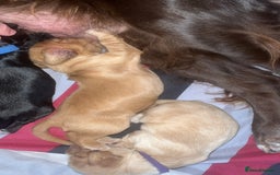 Sprocker dogs for sale: 9 gorgeous Sprocker pups - Image 29