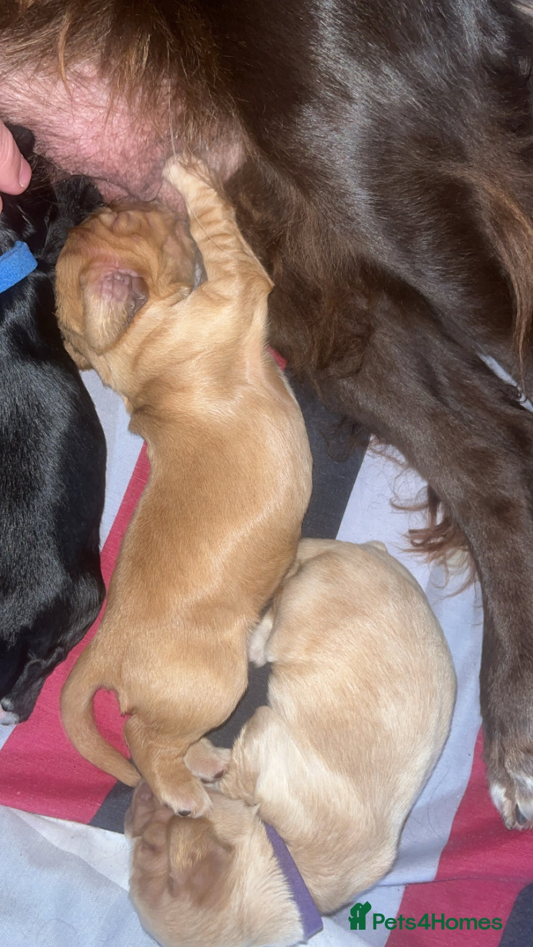 Sprocker dogs for sale: 9 gorgeous Sprocker pups - Image 29