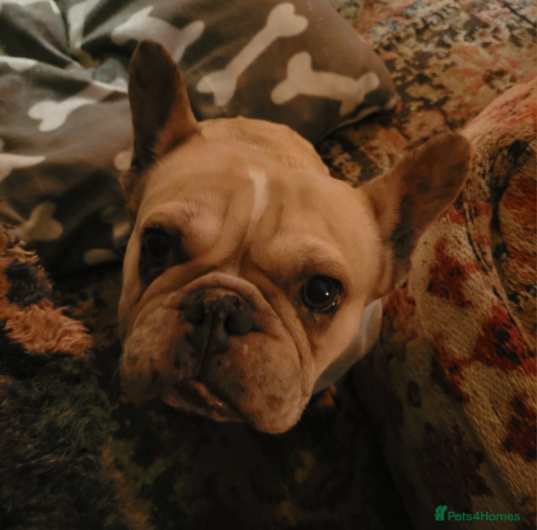 French Bulldog dogs for sale: French Bulldog 6.5 years old - Advert 1