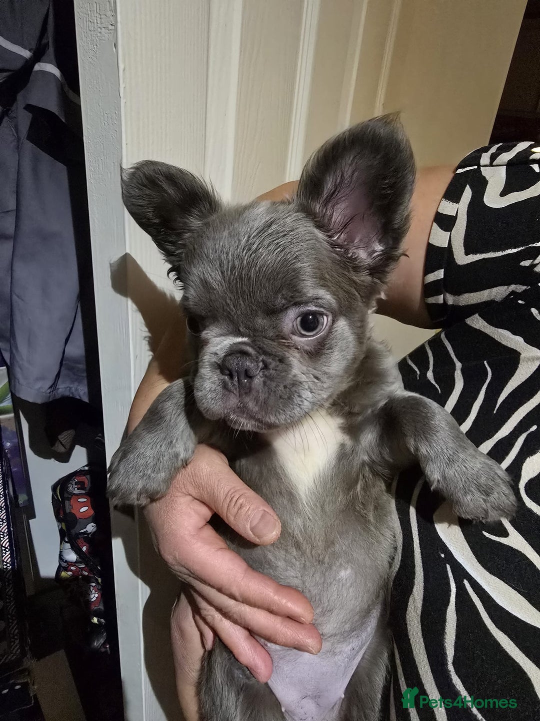 French Bulldog dogs for sale: Fluffy husky frenchie reduced! ready to leave  - Advert 24