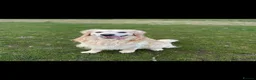 Golden Retriever dogs for stud: Golden retriever stud proven  - Advert 21