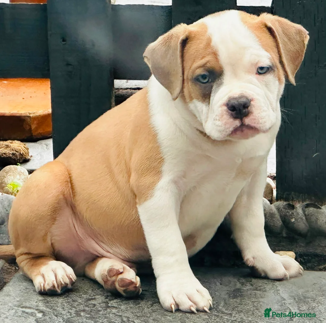 American Bully dogs for sale: 🇺🇲🇺🇲🇺🇲 American Pocket Bully 🇺🇲🇺🇲🇺🇲 - Advert 2