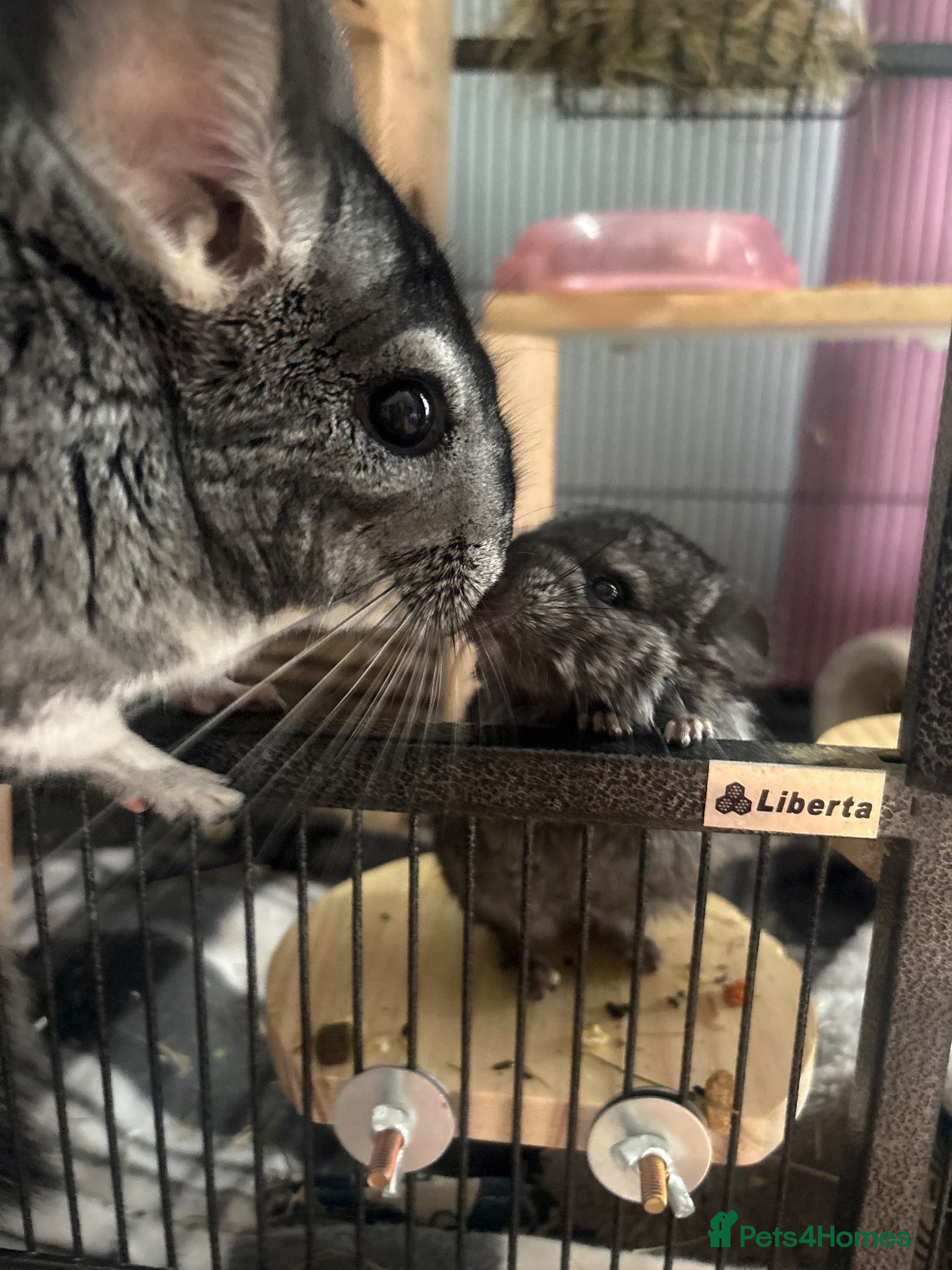 Chinchilla rodents 2 female chinchillas  - Advert 18