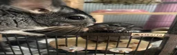 Chinchilla rodents for sale: 2 female chinchillas  - Advert 1
