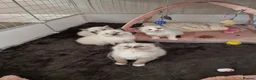 Ragdoll cats for sale: 🐾 Beautiful Ragdoll Kittens looking for homes 🐾 - Advert 7