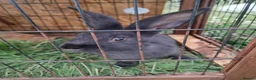 Continental Giant rabbits for sale: Continental giant rabbits  - Advert 3