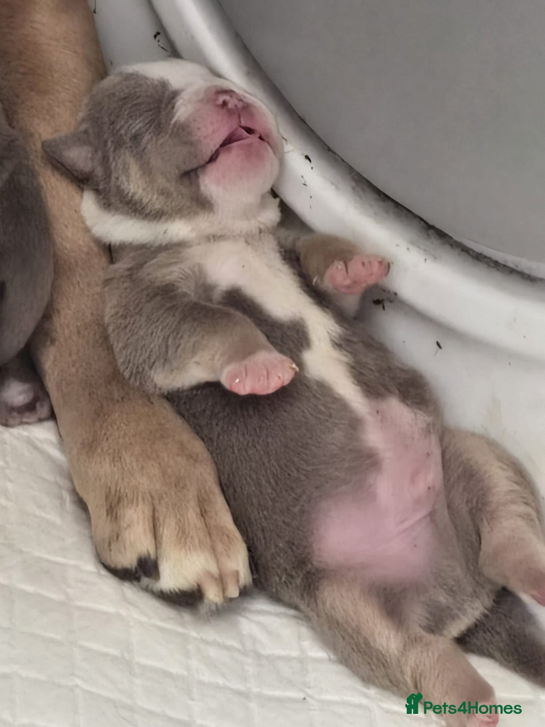 English Bulldog dogs for sale: new english bull dog - Image 3