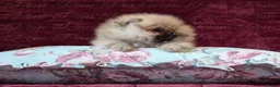 Pomeranian dogs for sale: Ultra Teddy Bear Pomeranian Puppies - Advert 5