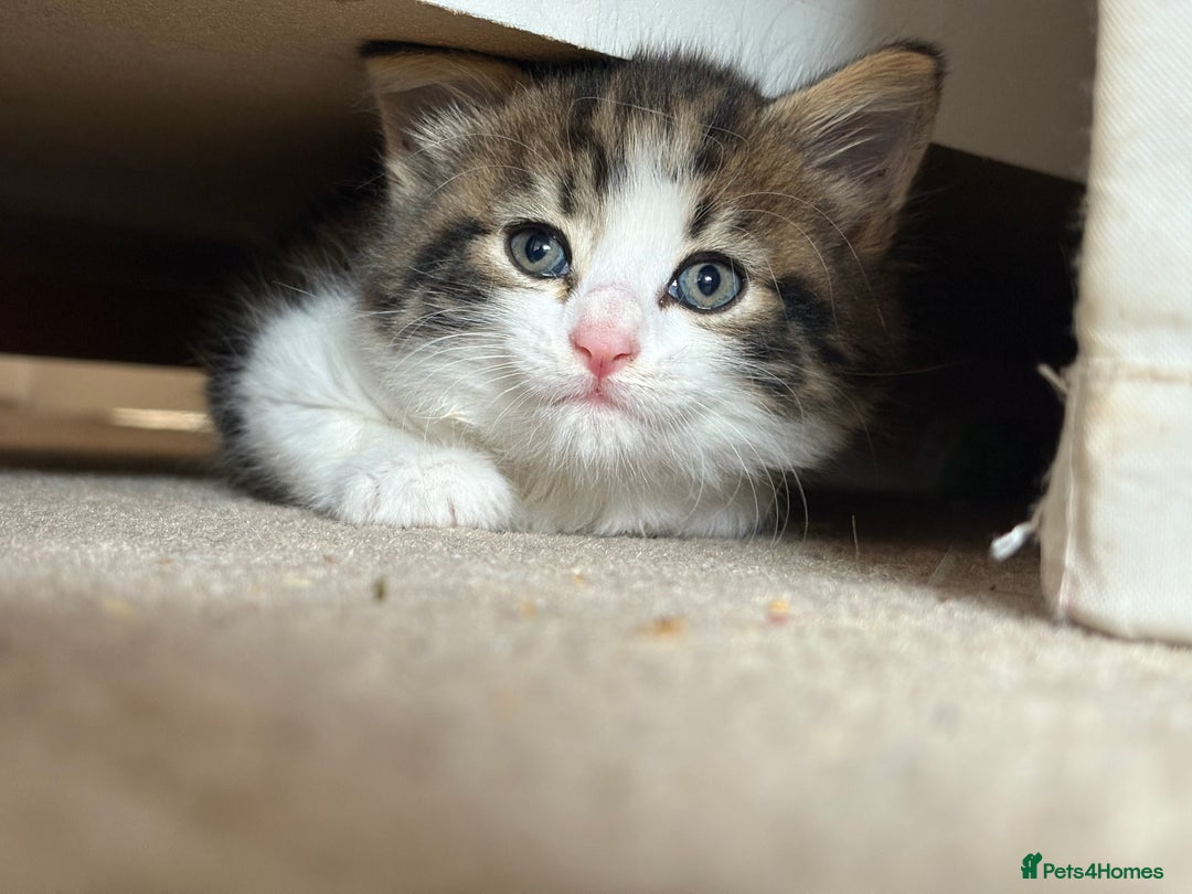 Mixed Breed cats for sale: Black and White kittens left! Ready Now!!  - Image 13