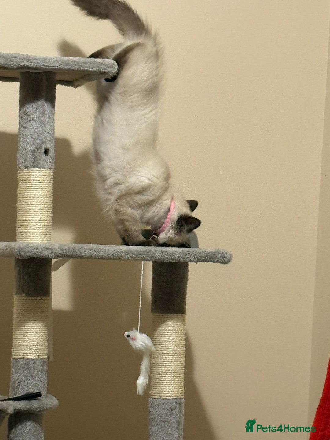 Ragdoll cats for sale: Tilly - Advert 4