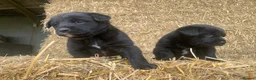 Borador dogs for sale: Labrador X board collies  - Advert 3