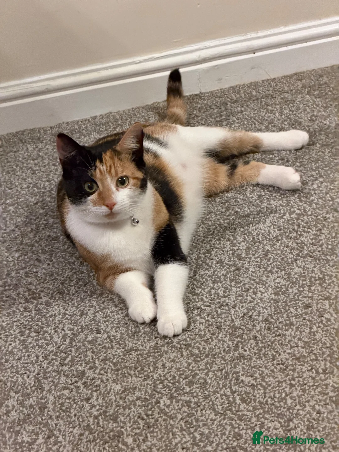 Mixed Breed cats for sale: Calico female 1 year Old in Stanley - Advert 2