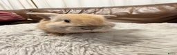 Dwarf Lop rabbits for sale: Baby rabbits - Advert 8