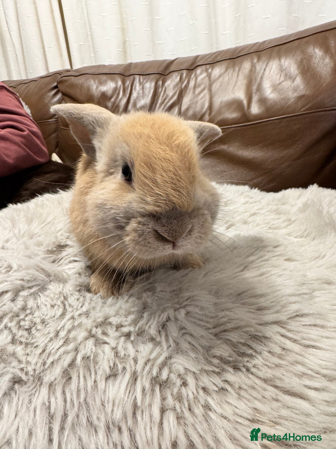 Dwarf Lop rabbits for sale: Baby rabbits - Advert 8