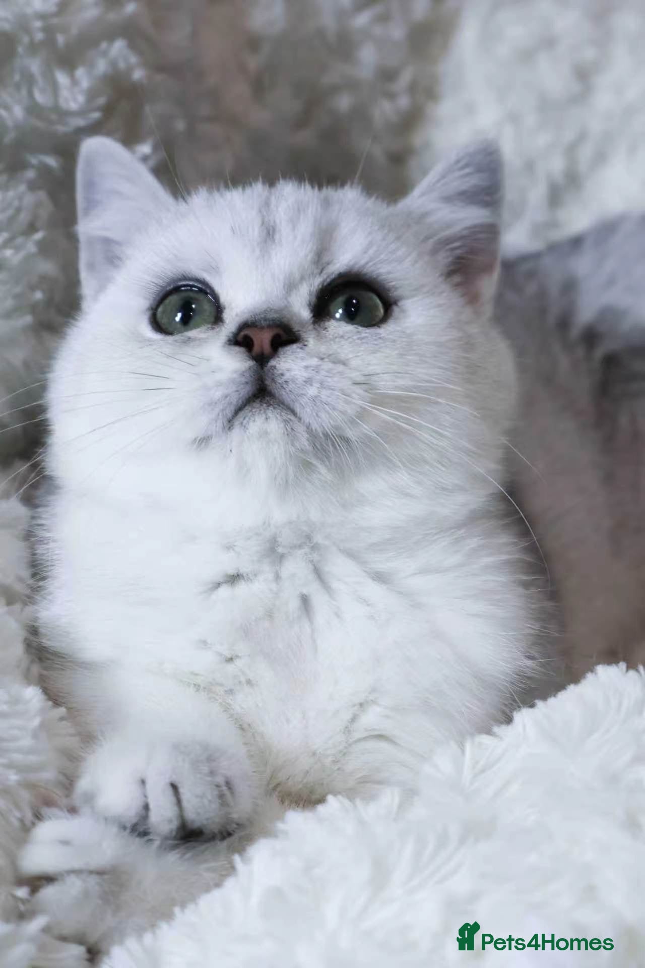 British Shorthair cats Pedigree British Shorthair 1 boy&1 girl left  - Advert 4