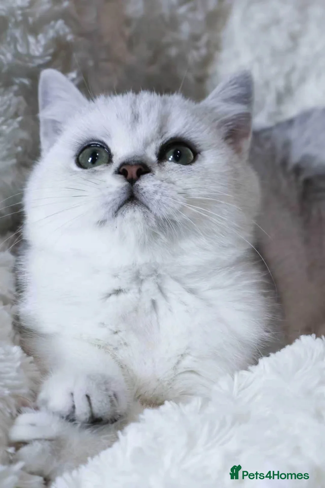 British Shorthair cats for sale: Pedigree British Shorthair 1 boy&1 girl left  - Advert 1