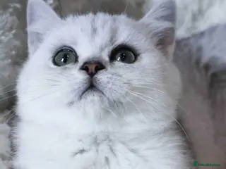 British Shorthair cats Pedigree British Shorthair 1 boy&1 girl left - Advert 4