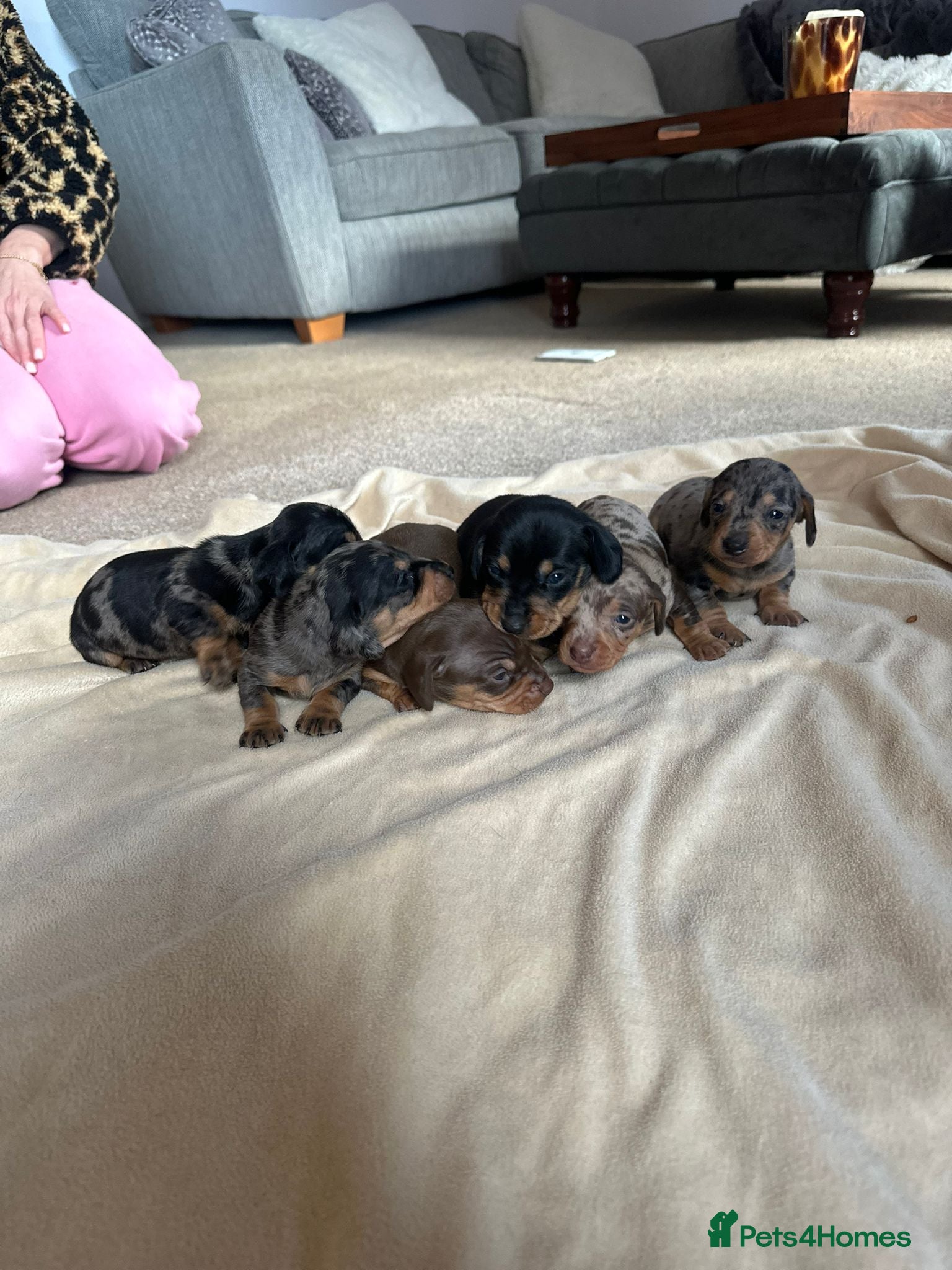 Miniature Dachshund dogs Mini dachshunds  - Advert 5