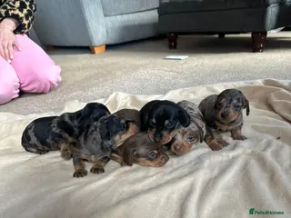 Miniature Dachshund dogs Mini dachshunds - Advert 5