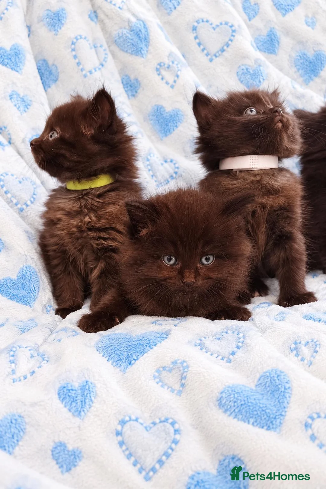 Mixed Breed cats for sale: Ragdoll Maine Coon Cross Kittens 🐾 - Advert 2