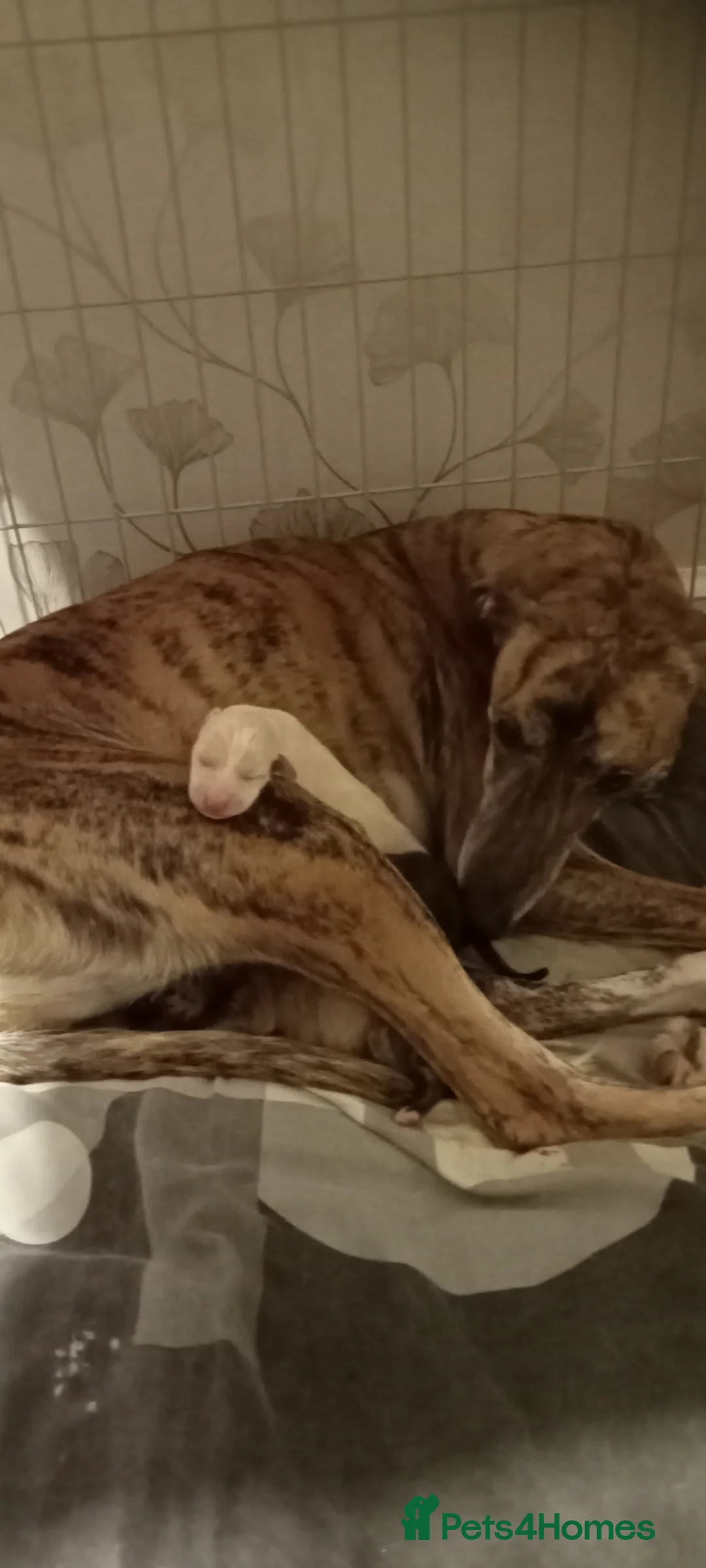 Mixed Breed dogs for sale: Lurchure pup in Dunfermline - Advert 2