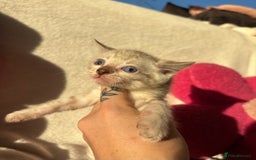 Bengal cats for sale: True to type bengal kittens - Advert 4