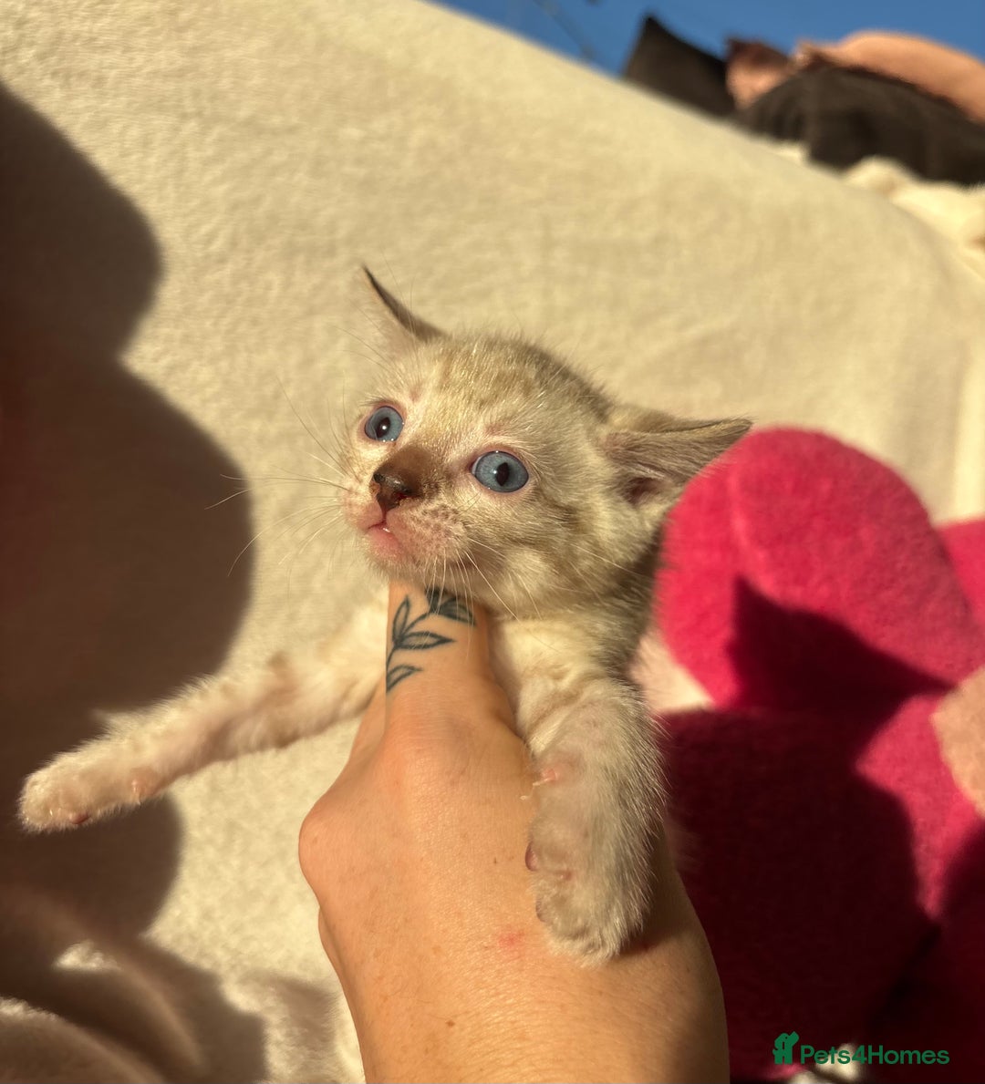 Bengal cats for sale: True to type bengal kittens - Advert 4