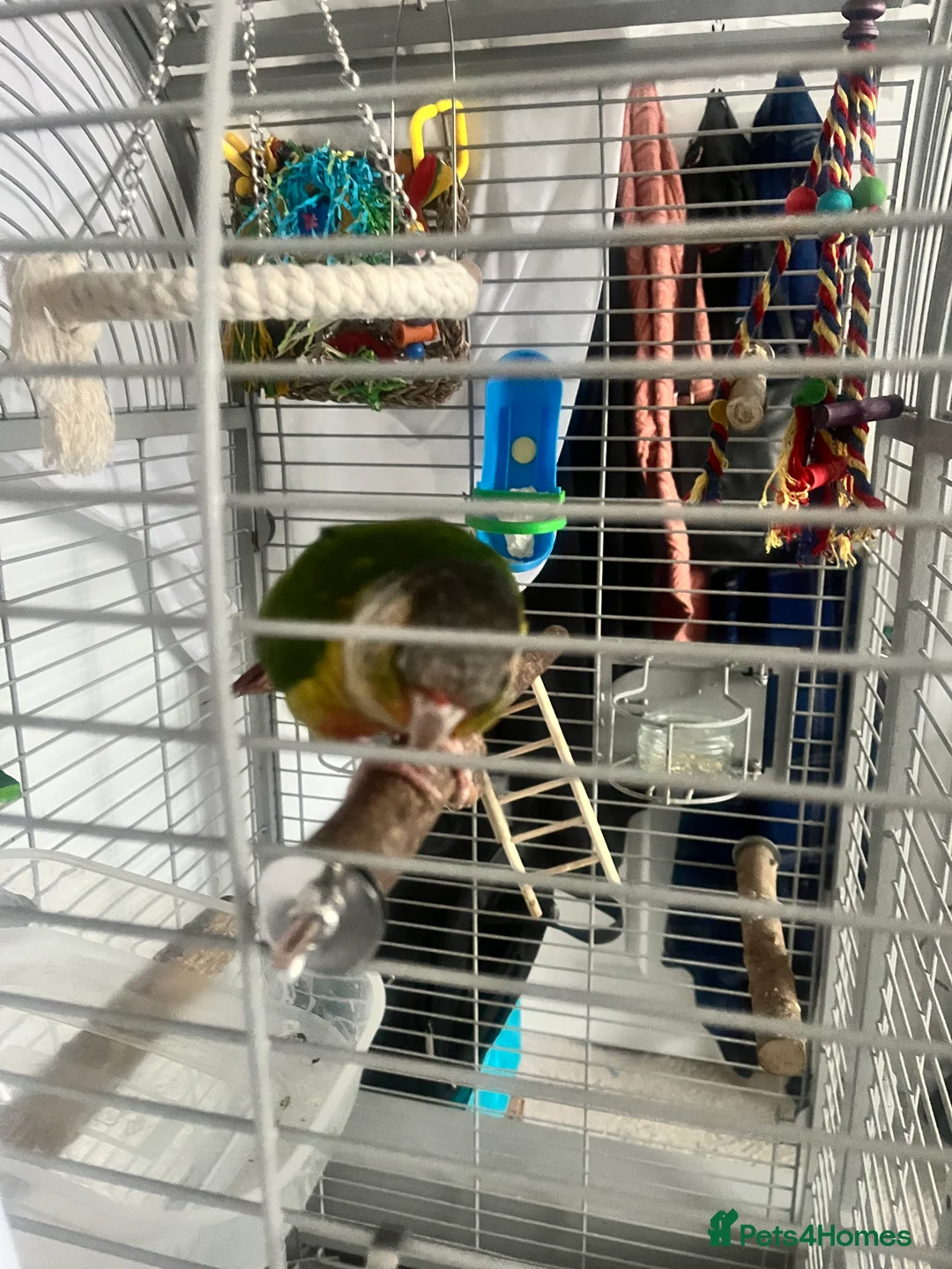 Conures birds for sale: Hand reared Green cheek conure  - Advert 3