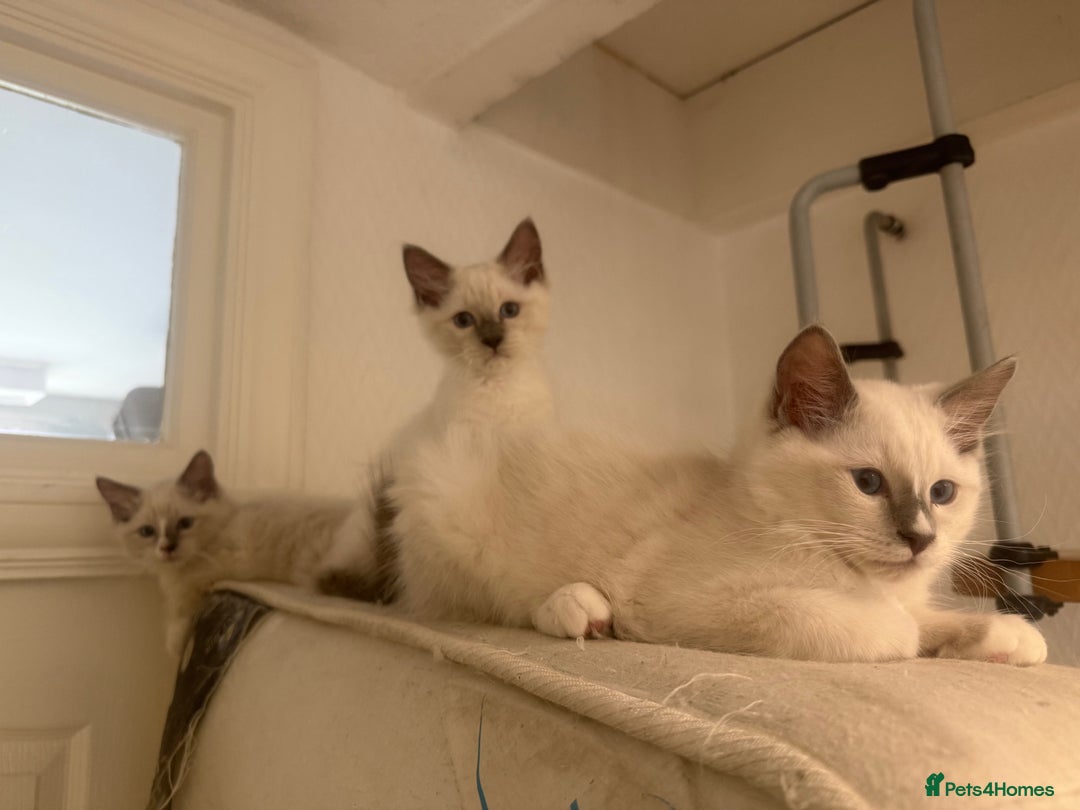 Ragdoll cats for sale: GORGEUS RAGDOLL KITTENS FOR SALE - Image 15