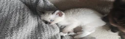 Siamese cats for sale: READY NOW TWO GORGEOUS SIAMESE GIRLS  - Advert 22