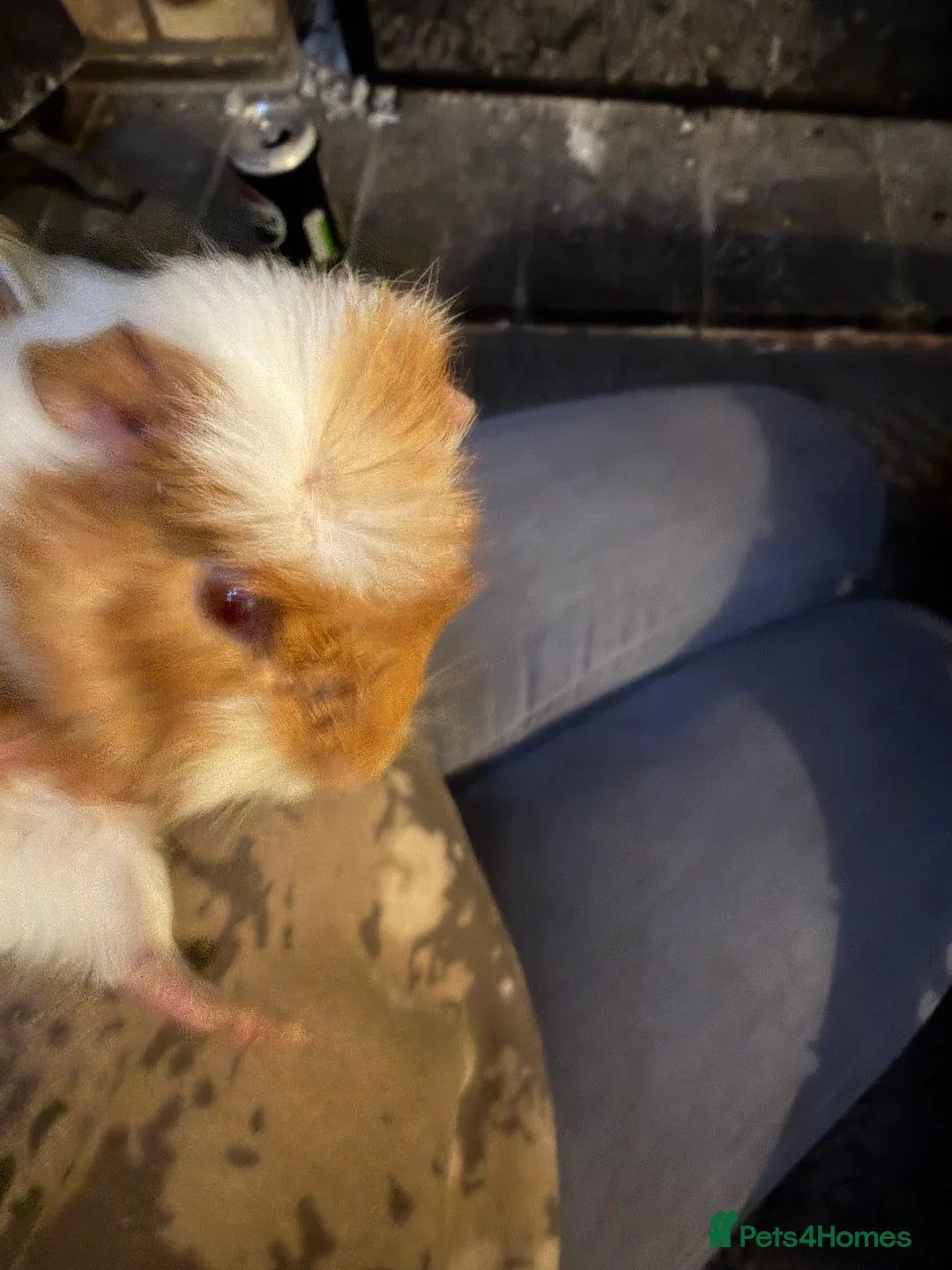 Guinea Pig rodents for sale: Sheltie cross piggies ready to go - Advert 6