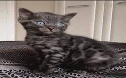 Bengal cats for sale: World Championship Kittens  - Image 4