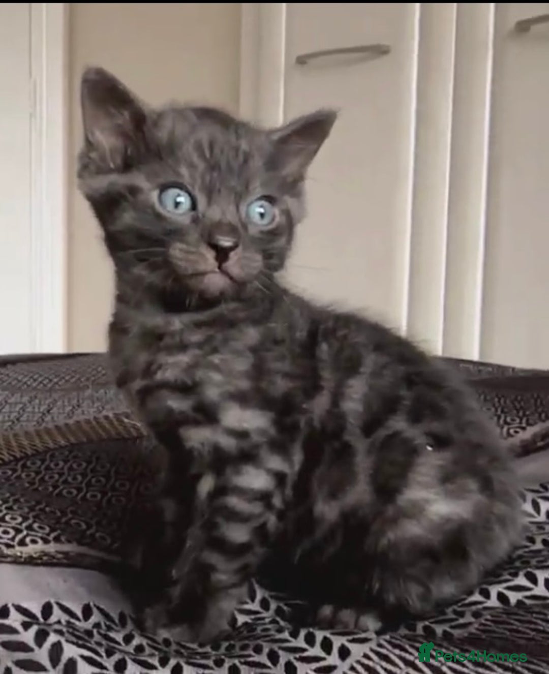 Bengal cats for sale: World Championship Kittens  - Image 4