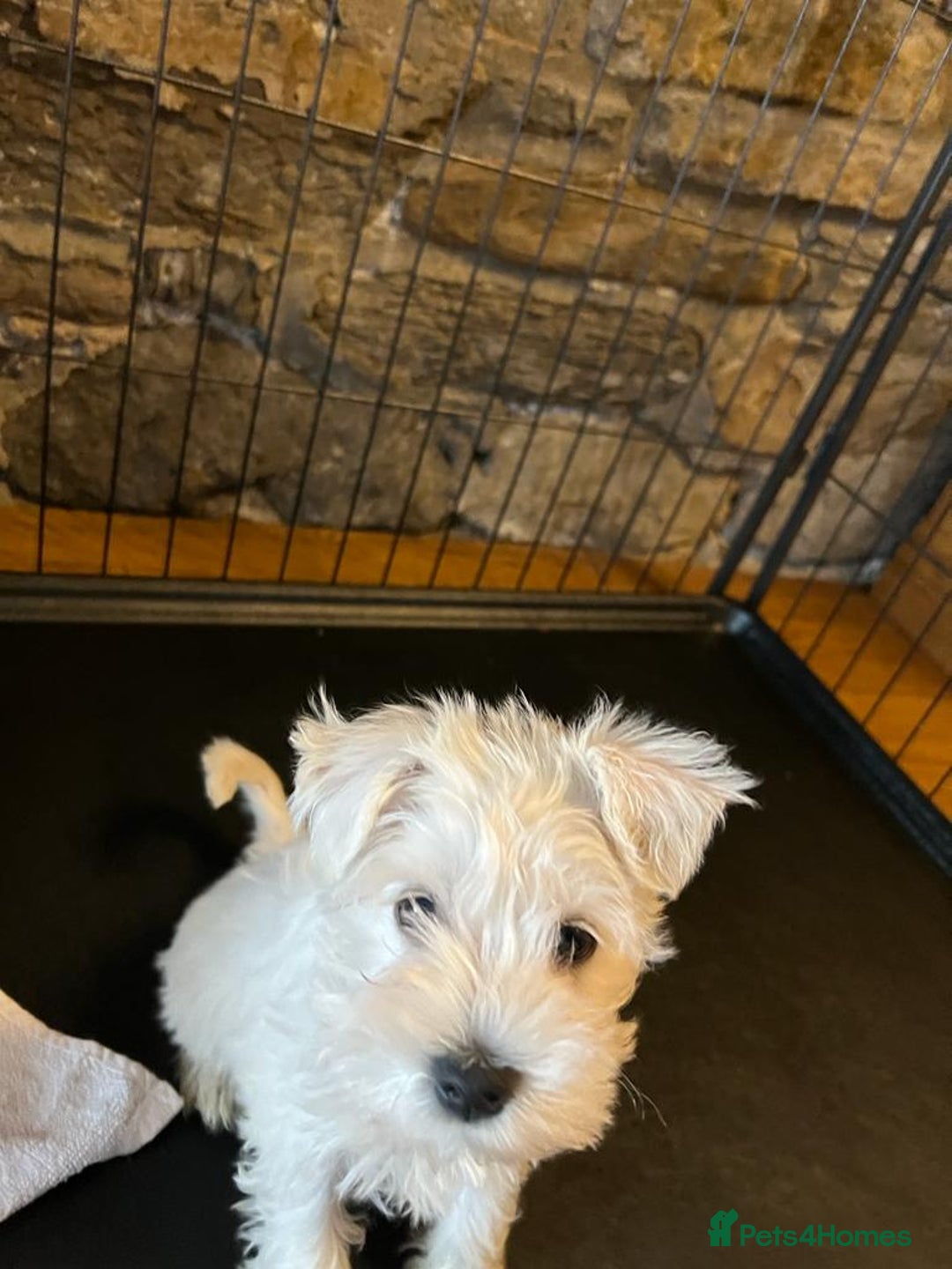 Miniature Schnauzer dogs for sale: Miniature schnauzer pups kc - Advert 3