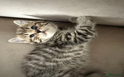 Mixed Breed cats for sale: Half Ragdoll, Half British Shorthairs  - Image 7