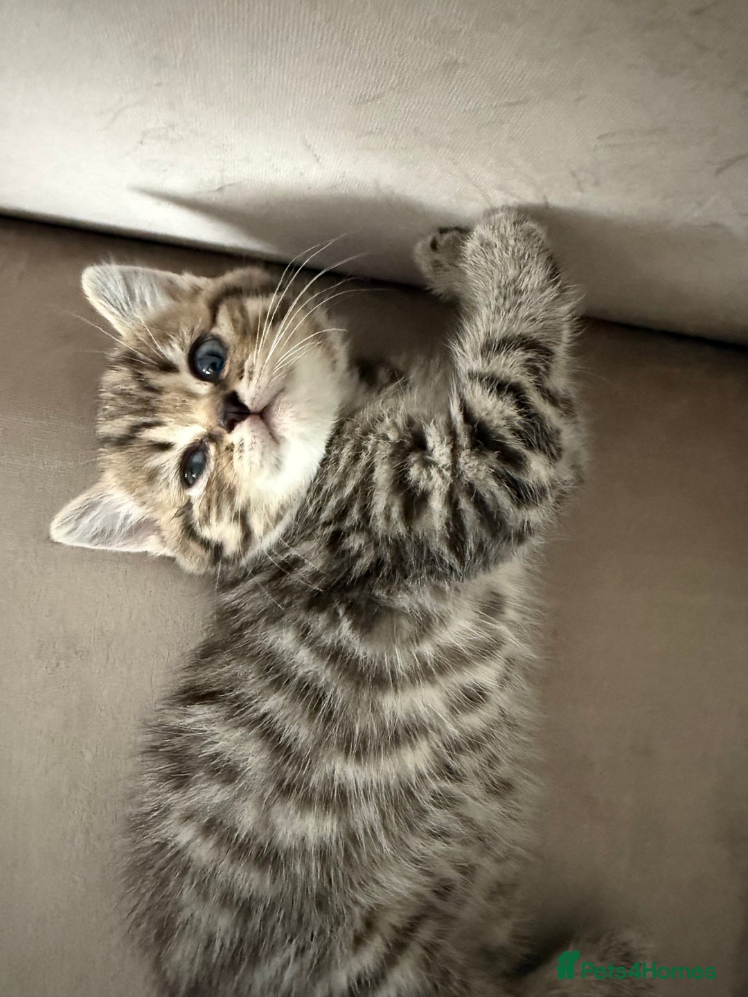 Mixed Breed cats for sale: Half Ragdoll, Half British Shorthairs  - Image 7
