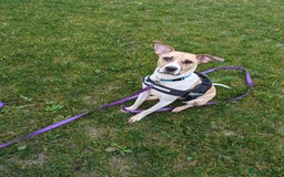 Mixed Breed dogs for sale: Beautiful and loving Cretan Hound cross  - Image 11